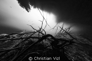 Sunken roots in the cavern area, a common site at cenote ... by Christian Vizl 